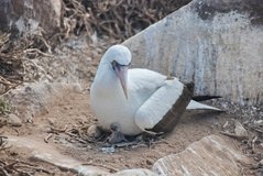 galapagoseilanden3575