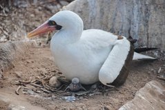 galapagoseilanden3576