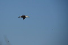 galapagoseilanden3584
