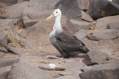 galapagoseilanden3585
