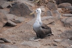 galapagoseilanden3586