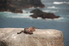 galapagoseilanden3589