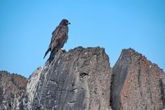 galapagoseilanden3591