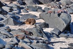 galapagoseilanden3594