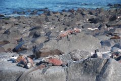galapagoseilanden3596