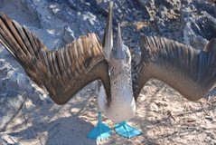 galapagoseilanden3597