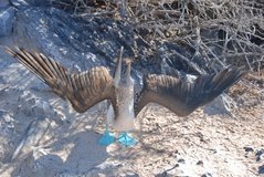 galapagoseilanden3598