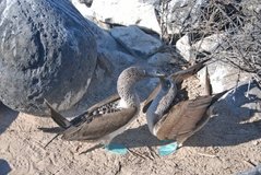 galapagoseilanden3599