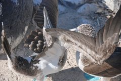galapagoseilanden3600