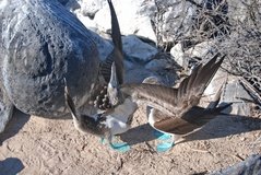 galapagoseilanden3601