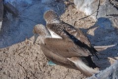 galapagoseilanden3602