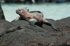 galapagoseilanden3607