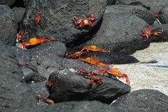 galapagoseilanden3608