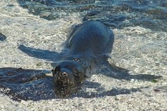 galapagoseilanden3609