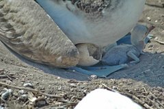 galapagoseilanden3610