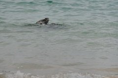 galapagoseilanden4005