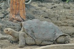 galapagoseilanden5110