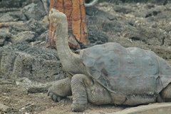 galapagoseilanden5113