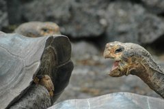 galapagoseilanden5116
