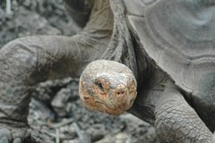 galapagoseilanden5118