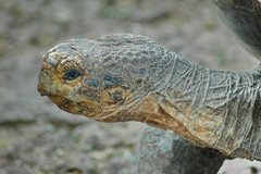galapagoseilanden5120