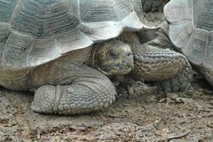 galapagoseilanden5121