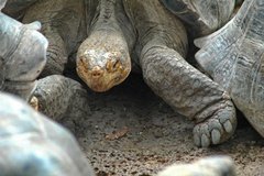 galapagoseilanden5122