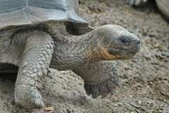 galapagoseilanden5123