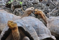 galapagoseilanden5126