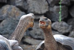 galapagoseilanden5127