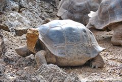 galapagoseilanden5128