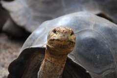 galapagoseilanden5131