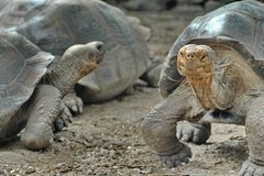 galapagoseilanden5137