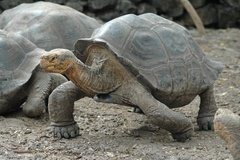 galapagoseilanden5138