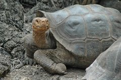 galapagoseilanden5140