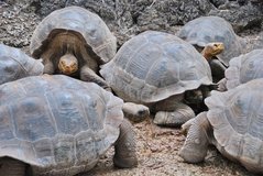 galapagoseilanden5152