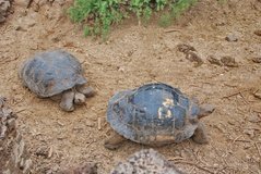 galapagoseilanden5156