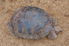 galapagoseilanden5160