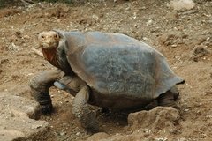 galapagoseilanden5161
