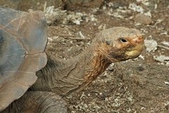 galapagoseilanden5164