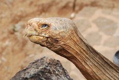 galapagoseilanden5170