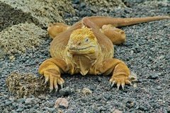 galapagoseilanden5174