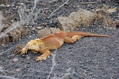 galapagoseilanden5180
