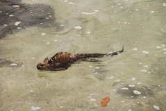 galapagoseilanden5253