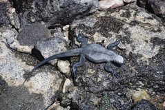 galapagoseilanden5505
