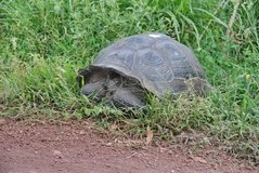 galapagoseilanden5561