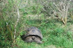 galapagoseilanden5579