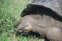galapagoseilanden5583