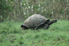 galapagoseilanden5603