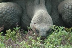 galapagoseilanden5614